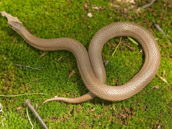  Virginia valeriae elegans ID = 
