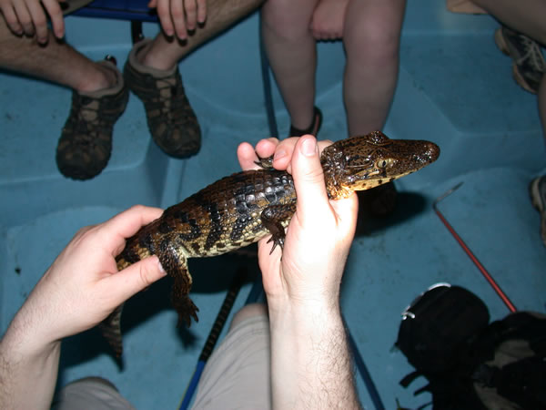  Caiman crocodilus ID = 