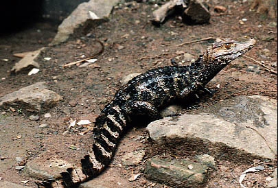  Crocodylus siamensis ID = 