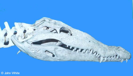  Crocodylus acutus ID = 