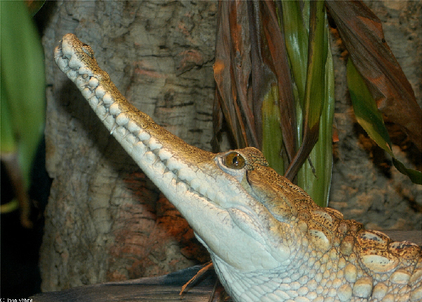  Crocodylus johnsoni ID = 