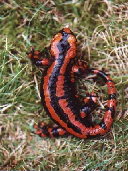  Salamandra salmandra terrestris ID = 