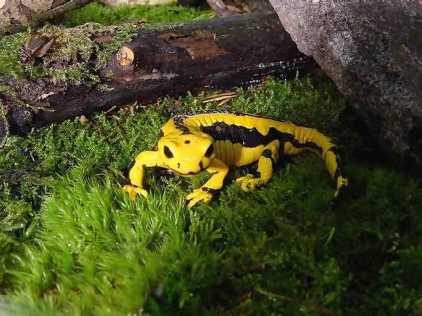  Salamandra salamandra terrestris ID = 