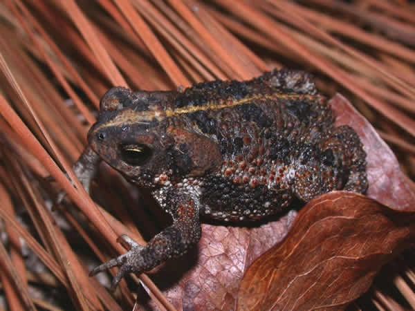  Bufo quercicus ID = 