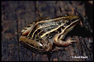  Leptodactylus gracilis ID = 