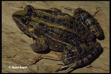  Leptodactylus ocellatus ID = 