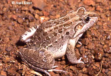  Leptodactylus chaquensis ID = 