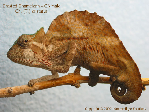  Chamaeleo Trioceros cristatus ID = 