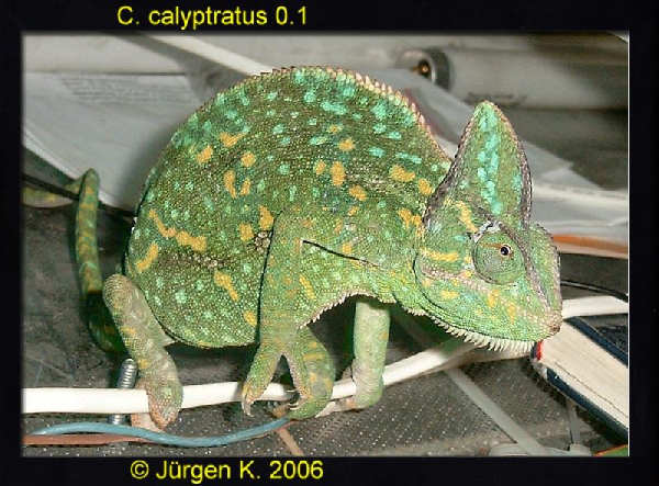  Chamaeleo calyptratus ID = 