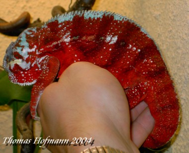  Furcifer pardalis ( Maroansetra ) ID = 