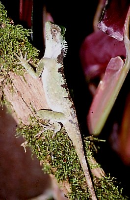  Acanthosaura lepidogaster ID = 