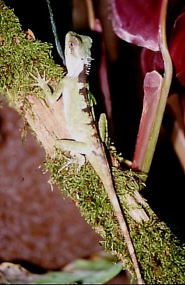  Acanthosaura lepidogaster ID = 