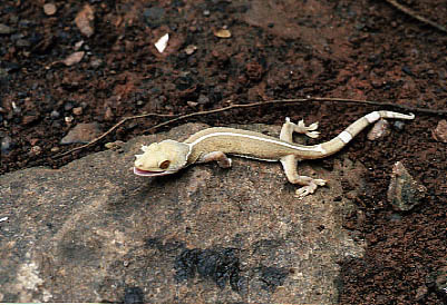  Tokeh gecko gecko ID = 