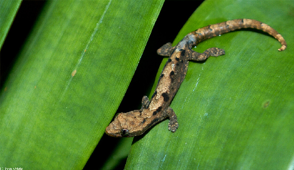  Lepidodactylus lugubris ID = 