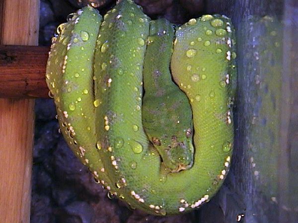  Morelia viridis Merauke ID = 