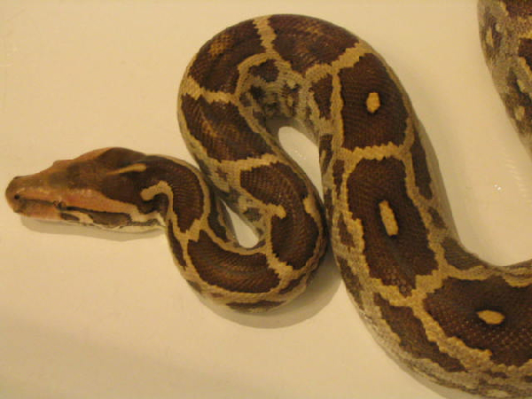  Python molurus molurus ID = 