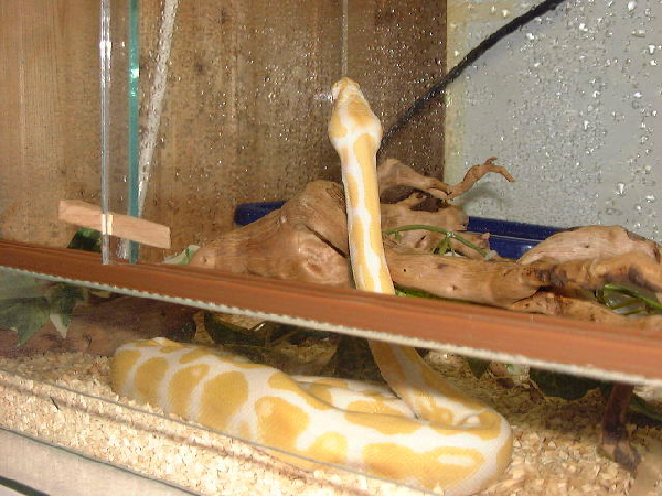  Python Regius Albino ID = 