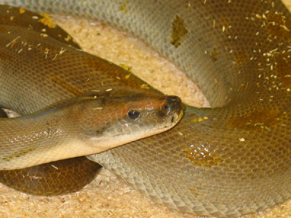  Python molurus bivittatus ID = 