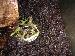 Ceratrophrys kranwelli