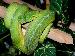 Morelia viridis Sorong M