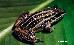 Leptodactylus gracilis