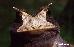 Proceratophrys boiei
