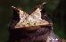 Proceratophrys boiei (WIED-NEUWIED, 1824)