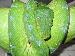 Morelia viridis manokwari female