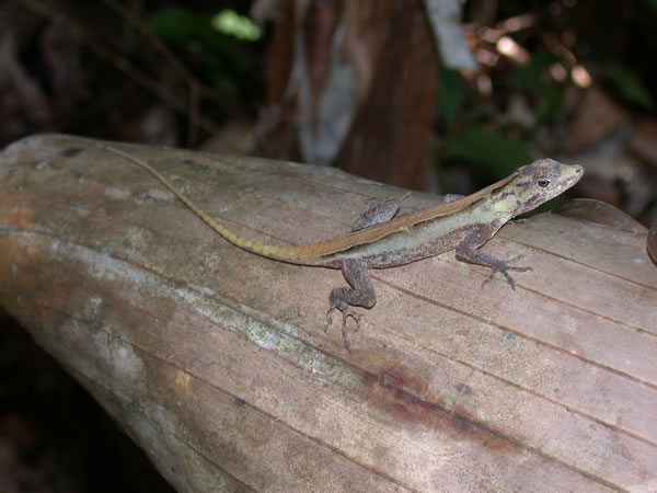  Norops lemurinus ID = 