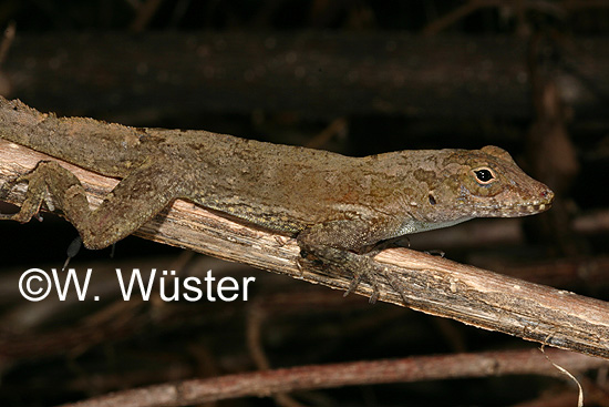  Anolis cristatellus ID = 