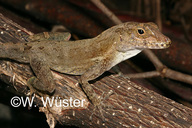  Anolis cristatellus ID = 