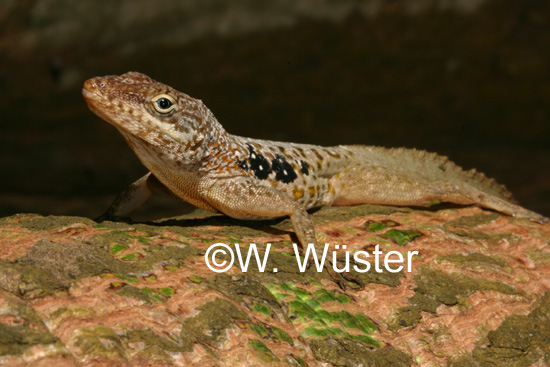  Anolis oculatus ID = 