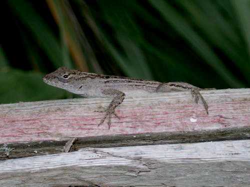  Anolis scriptus scriptus ID = 