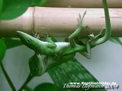  1,1 Anolis carolinensis ID = 