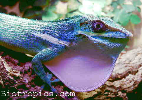  Anolis equestris - Ritteranolis ID = 