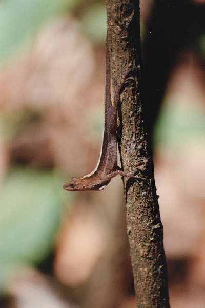  Norops lemurinus ID = 