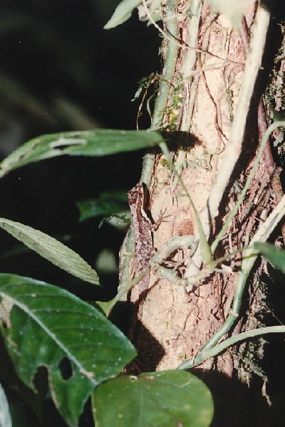  Norops tropidonotus ID = 