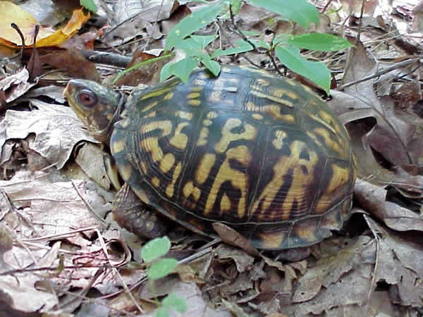  Terrapene carolina carolina ID = 