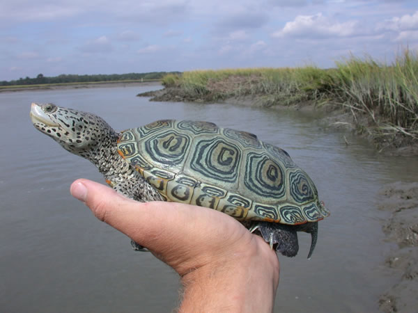  Malaclemys terrapin centrata ID = 