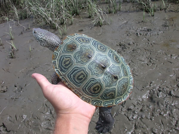  Malaclemys terrapin centrata ID = 