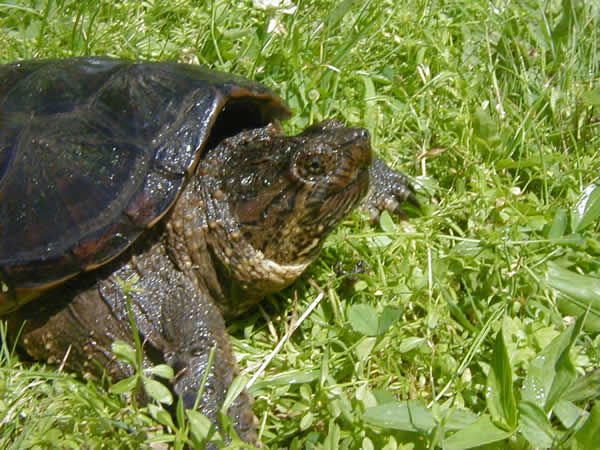  Chelydra serpentina serpentina ID = 