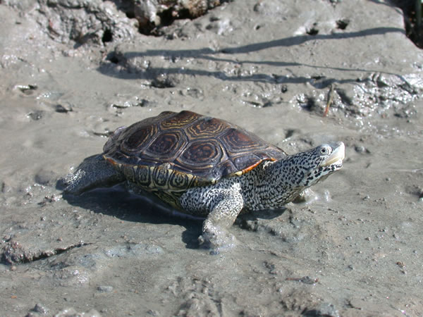  Malaclemys terrapin centrata ID = 