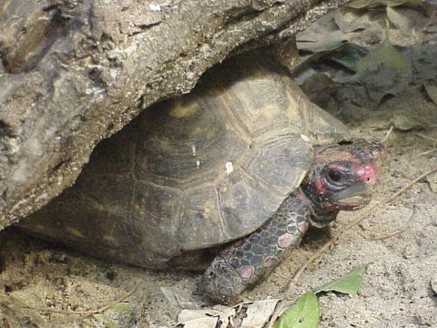  Testudo denticulata ID = 