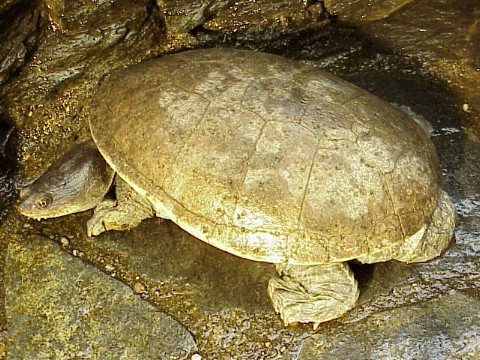  Chelodina siebenrockii ID = 