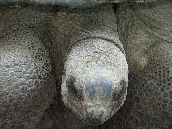  Geochelonia gigantea ID = 