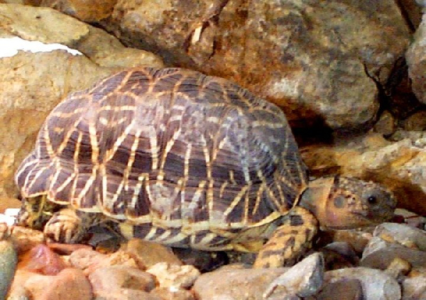  Geochelone elegans ID = 