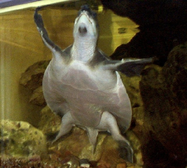  Carettochelys insculpta ID = 