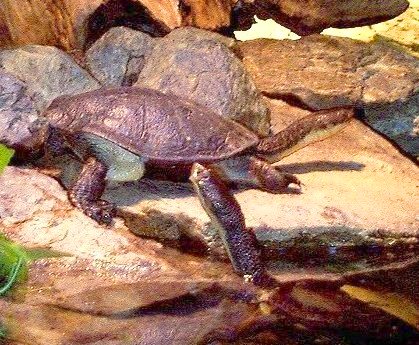  Chelodina longicollis ID = 