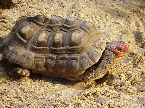  Testudo denticulata ID = 