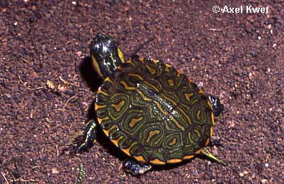  Trachemys dorbigni ID = 